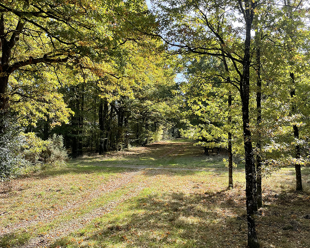 Balades et randonnées à travers les forêts et étangs solognots, en empruntant des sentiers comme le GR 3C dans le Loir-et-Cher (41)